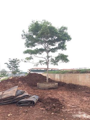 গুণ মেরিন রাবার শিপ লঞ্চিং এয়ারব্যাগ ড্রাই ড্রাই ডক লঞ্চিং শিপ কারখানা